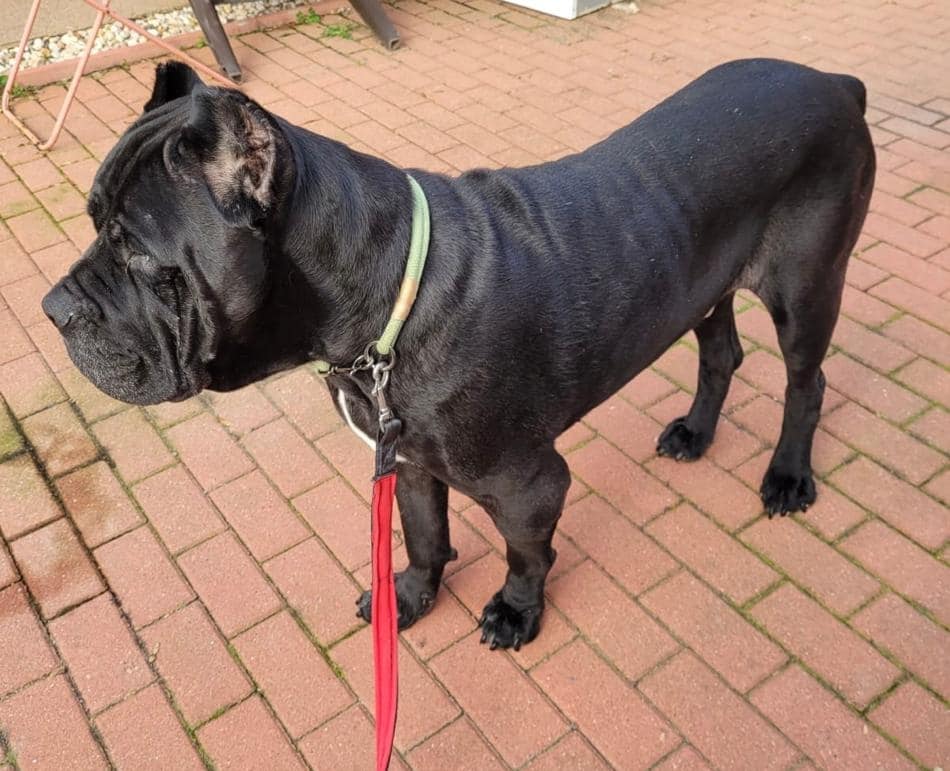 Rüden Cane Corso in Not e V